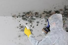 Best Mold Documentation for Insurance Claims  in Mount Morris, MI